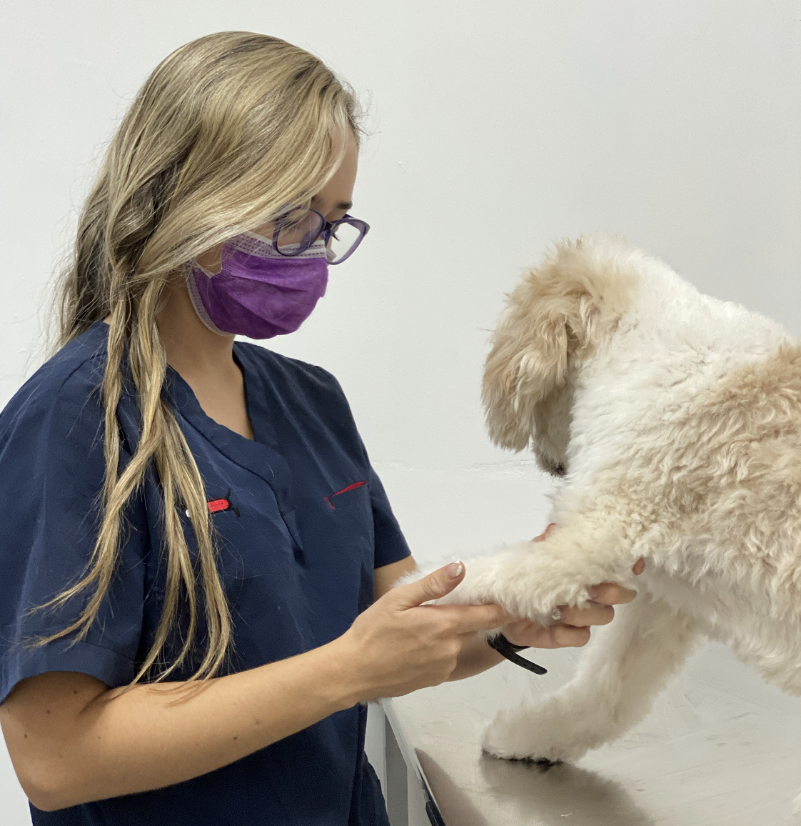 consulta de dermatología veterinaria en monterrey