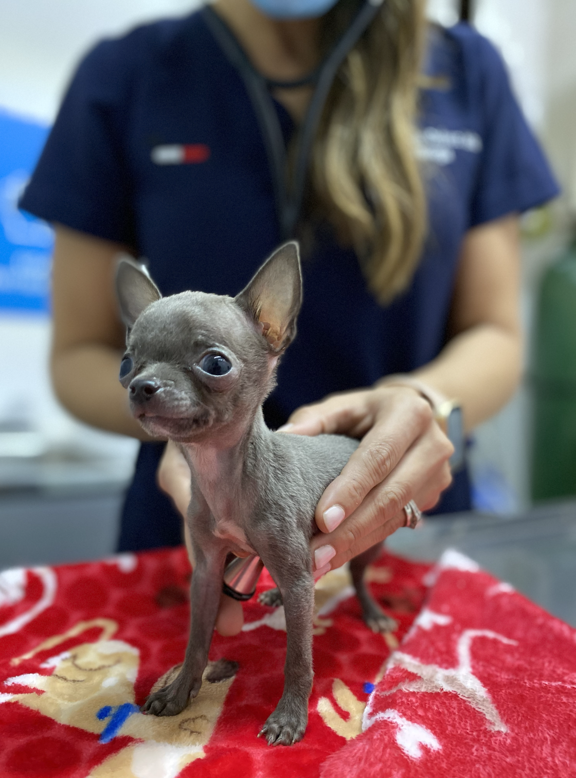 consulta de cardiologia veterinaria en monterrey a un cachorro