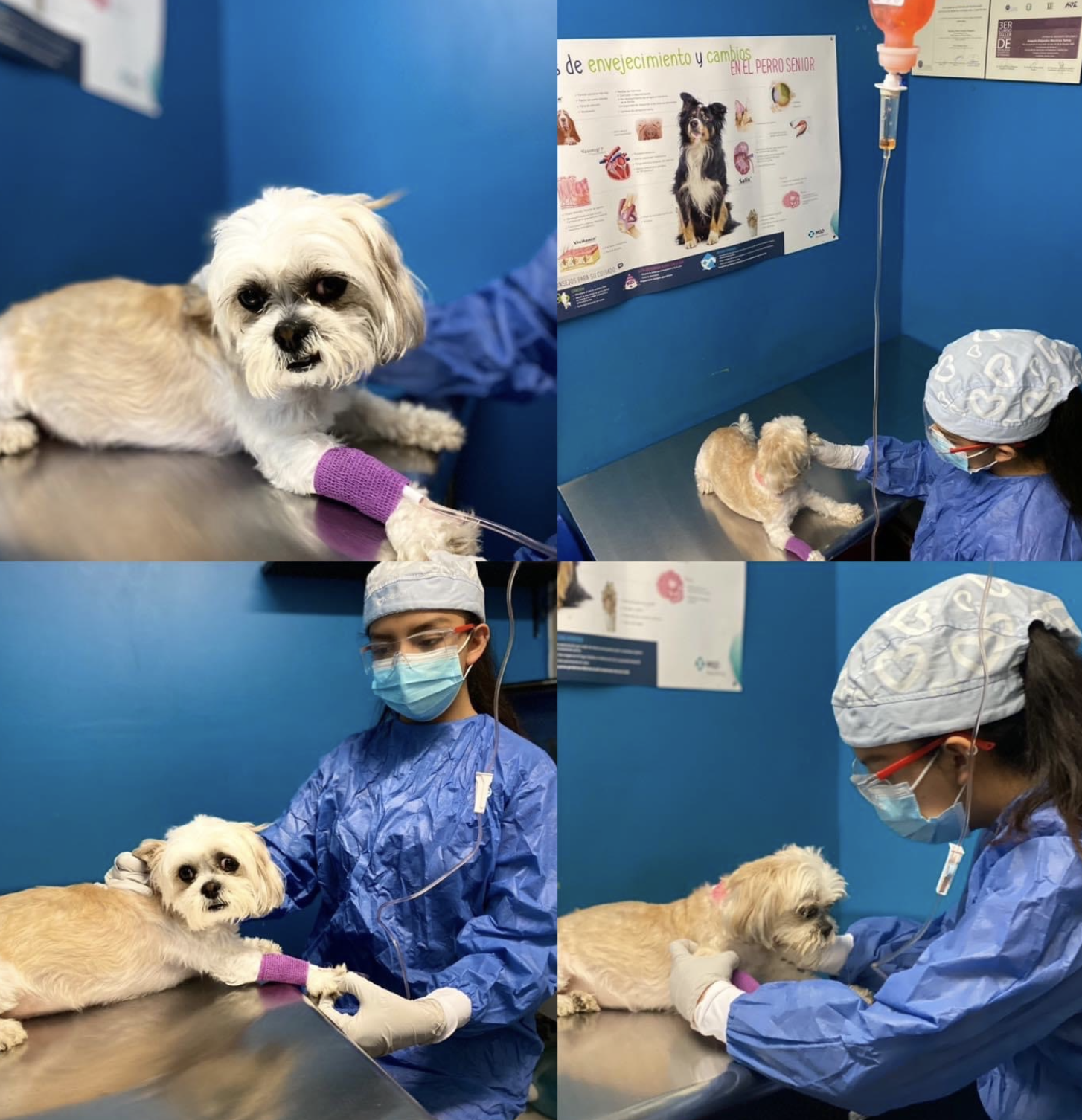 oncologia veterinaria dando quimioterapia a un perrito