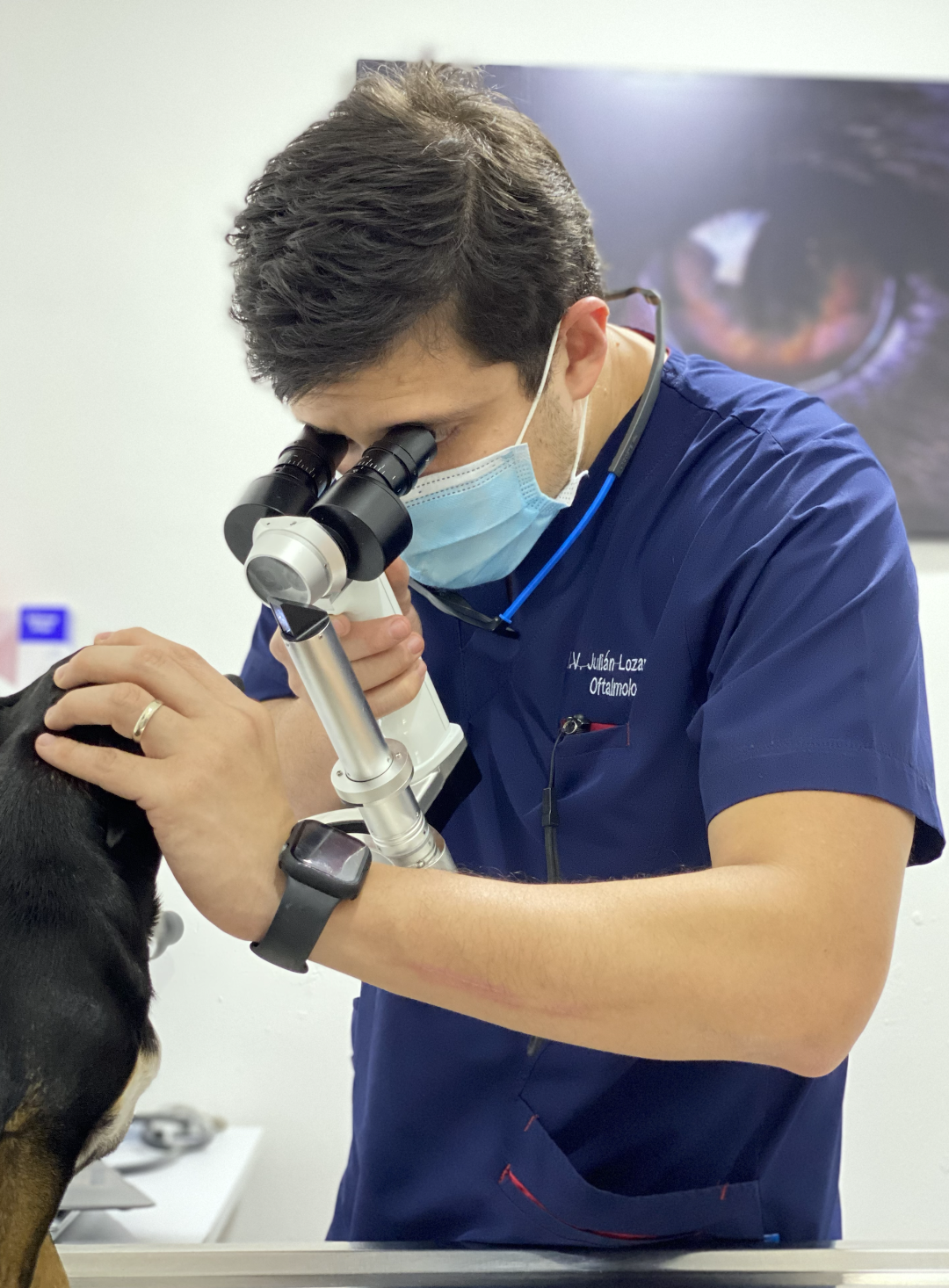 oftalmología veterinaria en monterrey
