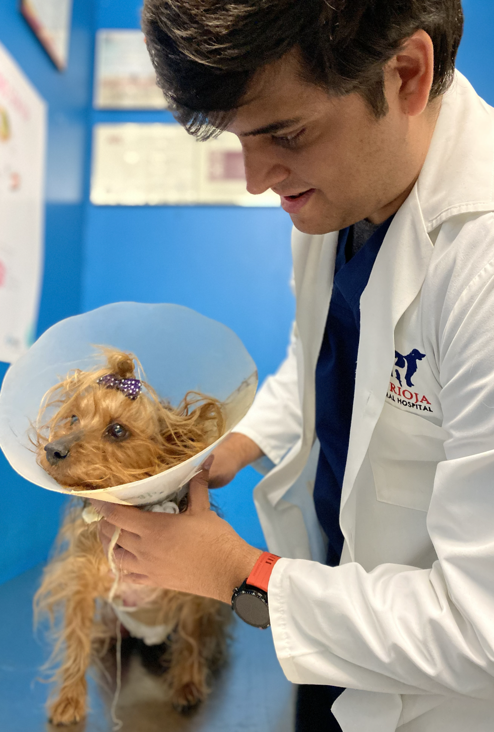 veterinario realizando consulta de oncologia veterinaria en monterrey