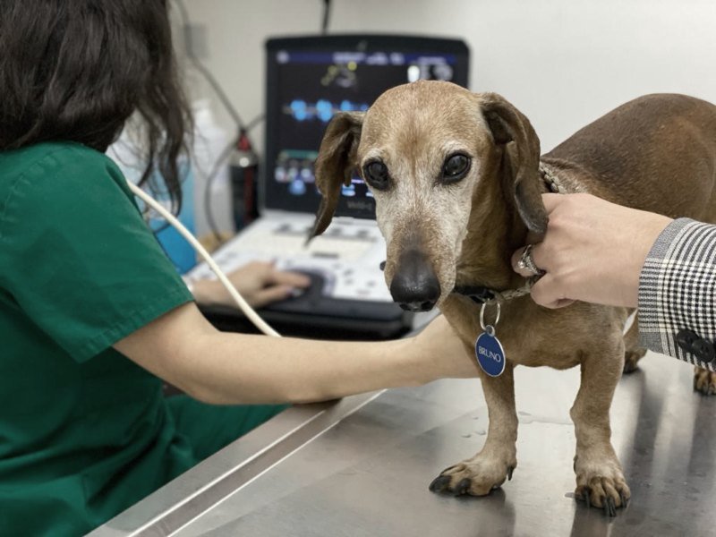 ecocardiograma en perros